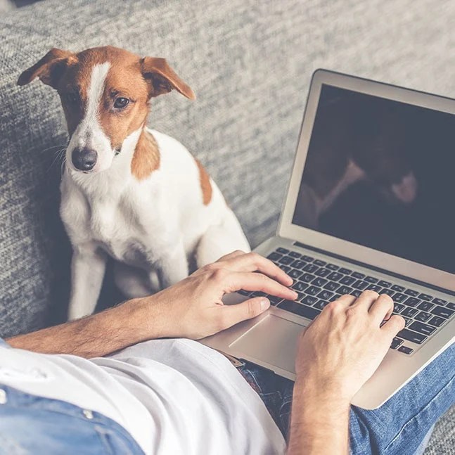 Is Your Dog Being Clingy? Advice and Guidance ADAPTIL